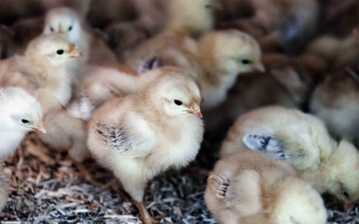 Opinión: En defensa de las granjas de España, ya sean pequeñas o grandes