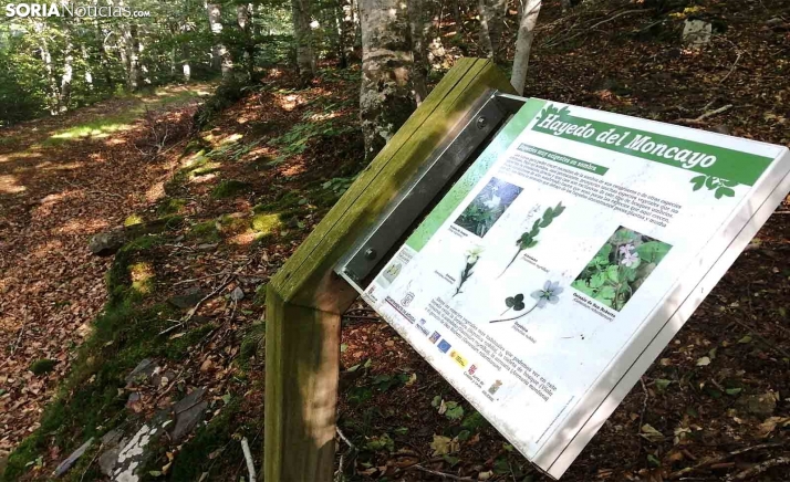 Los resultados del ForestAdapt estarán en el Plan Estratégico de la Junta para adaptar a los bosques al cambio climático