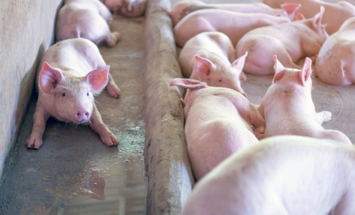 Soria vende más de 2 millones de cerdos al año