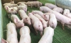Foto 1 - Los ganaderos de porcino reclaman el carácter estratégico del sector ganadero-cárnico
