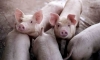 Foto 1 -  Las microalgas pueden reducir la presencia de fármacos en aguas residuales de granjas de porcino