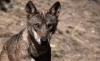 Foto 1 - La Sala de lo Contencioso de Cantabria confirma que el control poblacional del lobo entre 2015 y 2017 tuvo respaldo legal