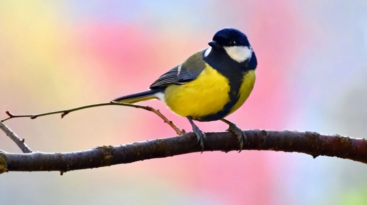 Castilla y León apuesta por la naturaleza como producto turístico especializado
