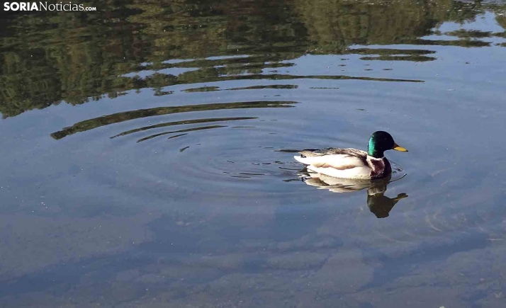 Las Casas del Parque programan actividades de observación de aves acuáticas en el Día Mundial de los Humedales