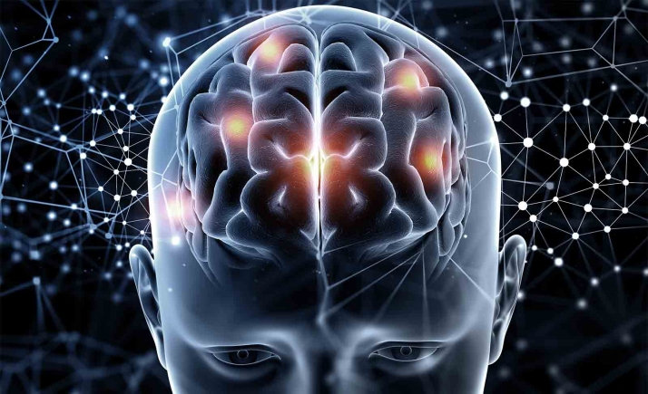 Descubierto un mecanismo para activar las células madre del cerebro adulto