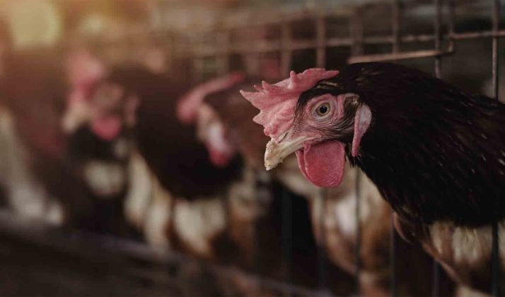 Un foco de gripe aviar en Valladolid llevará al sacrificio de más de 130.000 gallinas