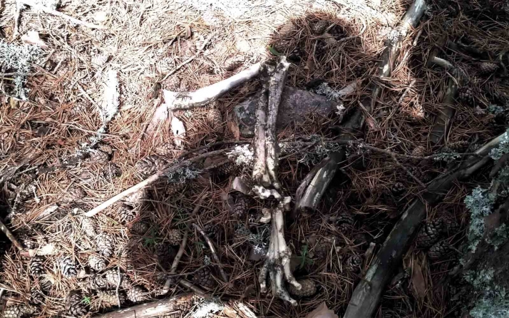 Los huesos hallados en Vinuesa en septiembre son de un perro