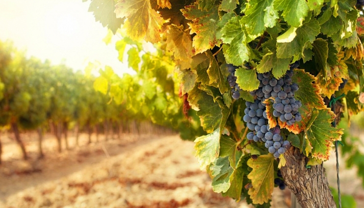 Castilla y León promociona el turismo rural y el enoturismo con su participación en la feria NAVARTUR