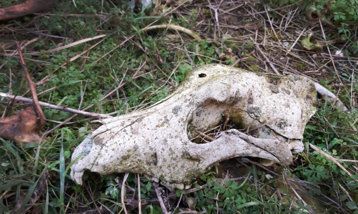 PACMA destapa otro zulo de galgos asesinados en Valladolid