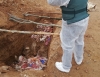 Foto 1 - La Guardia Civil descubre siete fosas con cientos de cerdos en una granja de Muro