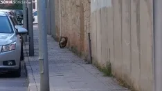 Buitre en Soria Capital / Cirilo Vargas