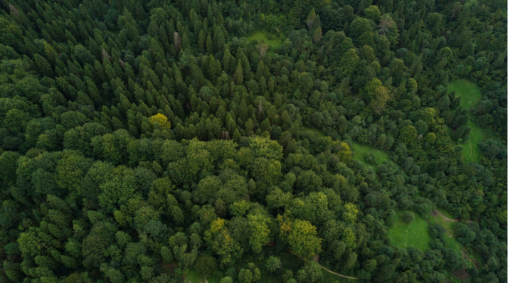 Soria celebrará el Día Internacional de Los Bosques 