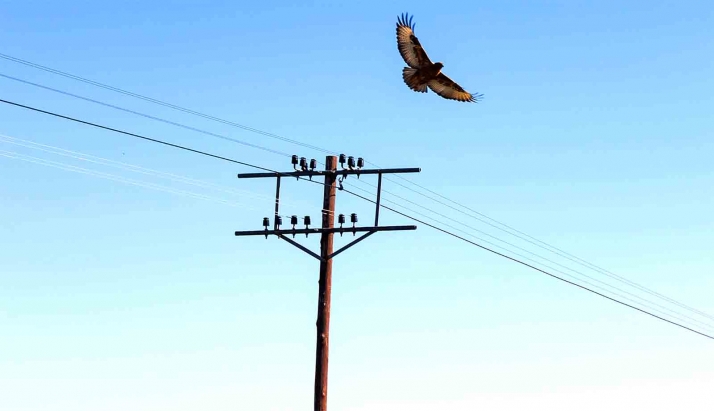 Castilla y León liderará la corrección de tendidos eléctricos peligrosos para la aves con 13,77 M&euro;