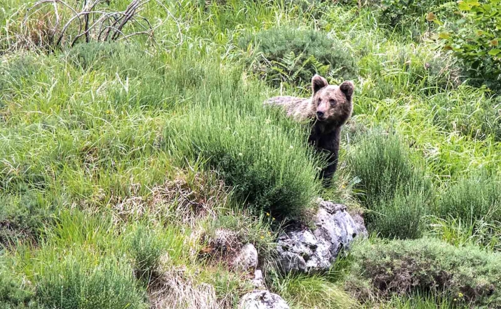 Castilla y León mejorará el hábitat del oso pardo con una experiencia europea de restauración forestal