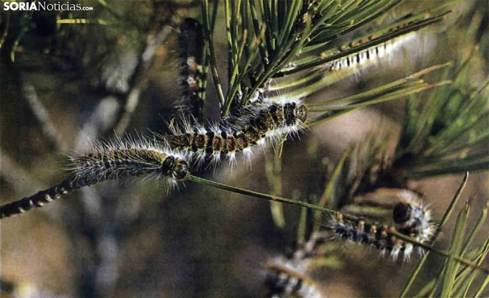  Alertan de los riesgos que entraña la procesionaria en los pinares