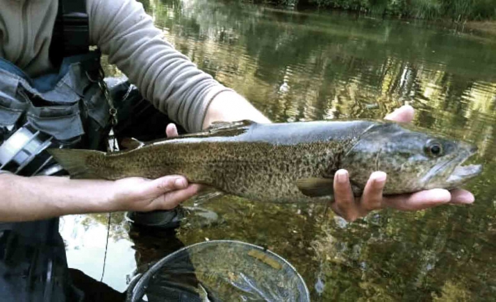 La temporada truchera comenzará el día 26 en la provincia de Soria 