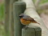 Uno de los pájaros que se pueden ver en el parque de El Castillo.