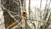 Un ejemplar macho de este ave en uno de los árboles del parque. /ASDEN