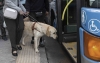 Foto 1 - Tres perros guía de Soria reclaman su derecho al transporte público junto a las personas ciegas 