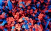 Micrografía electrónica de barrido de células humanas (azul) infectadas con SARS-CoV-2 (rojo). /NIH.