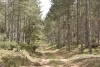 Un bosque del Moncayo soriano.