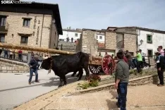 Cabrejas pinga su Mayo / María Ferrer