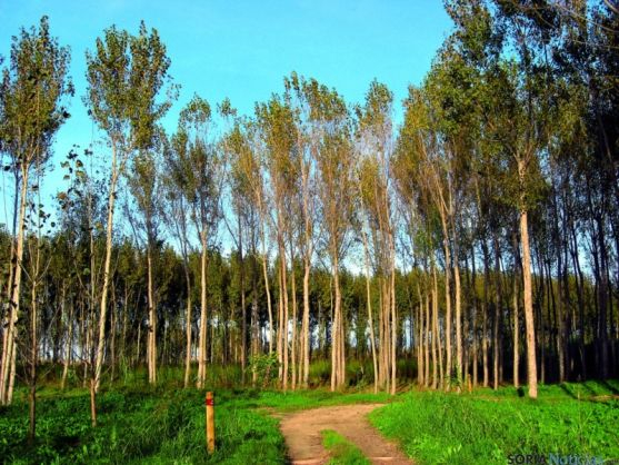 La Junta celebra el cambio de postura de la CHD sobre las plantaciones de chopo