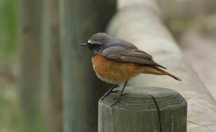 SEO-Soria, preocupada por la actuación forestal en el Castillo
