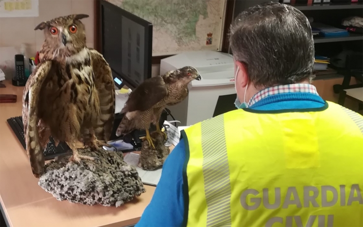 Investigados por poner a la venta rapaces disecadas 
