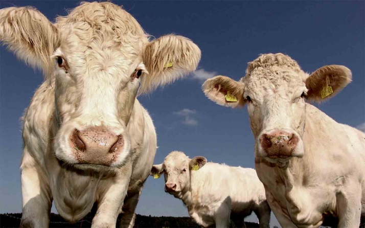 Castilla y León, oficialmente libre de brucelosis bovina y avanza muy positivamente en otras áreas de sanidad animal