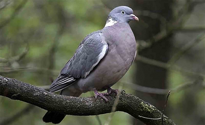 Santa Cruz de Yanguas licita los puestos para la caza de la paloma