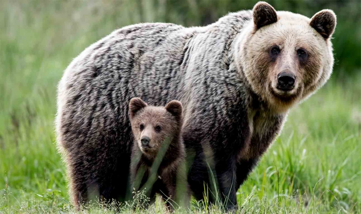 La Junta regula el acceso al parque natural de la Montaña Palentina, para proteger dos grupos familiares de osos