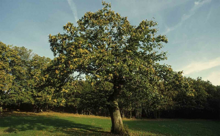 Nueva nueva campaña contra la avispilla del castaño en Castilla y León con la suelta del parasitoide Torymus sinensis