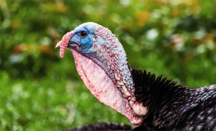 La UE da por extinguido el foco de influencia aviar de alta patogenicidad detectado en Valladolid