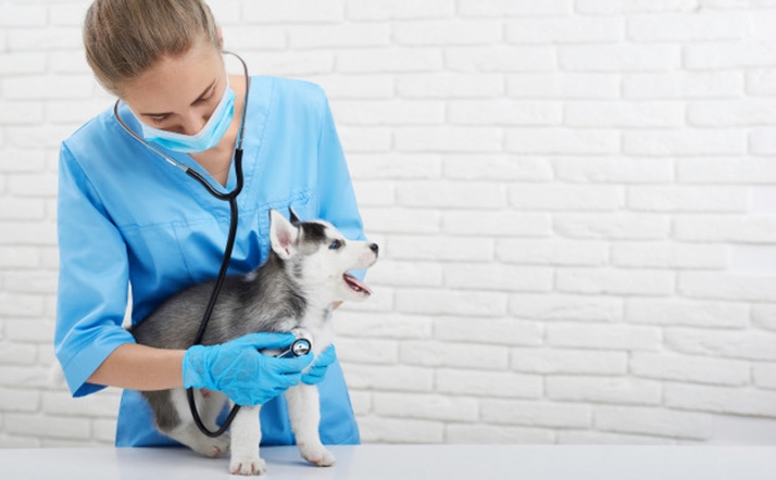 El Colegio de Veterinarios de Castilla y León ofrece consultas gratis a los animales llegados de Ucrania