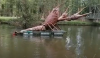 Imagen del cangrejo gigante.