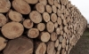 Foto 1 - Castilla y León incrementará de los aprovechamientos maderables como reclama el sector forestal y su industria