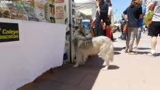 El ambiente de la II Feria de Mascotas. /SN