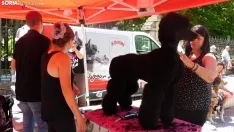 El ambiente de la II Feria de Mascotas. /SN