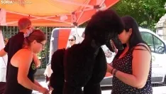 El ambiente de la II Feria de Mascotas. /SN