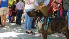 El ambiente de la II Feria de Mascotas. /SN