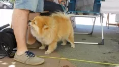 El ambiente de la II Feria de Mascotas. /SN