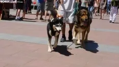 El ambiente de la II Feria de Mascotas. /SN