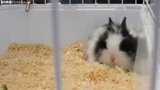 El ambiente de la II Feria de Mascotas. /SN