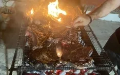 Foto 6 - La serrana negra soriana, protagonista de la noche valenciana