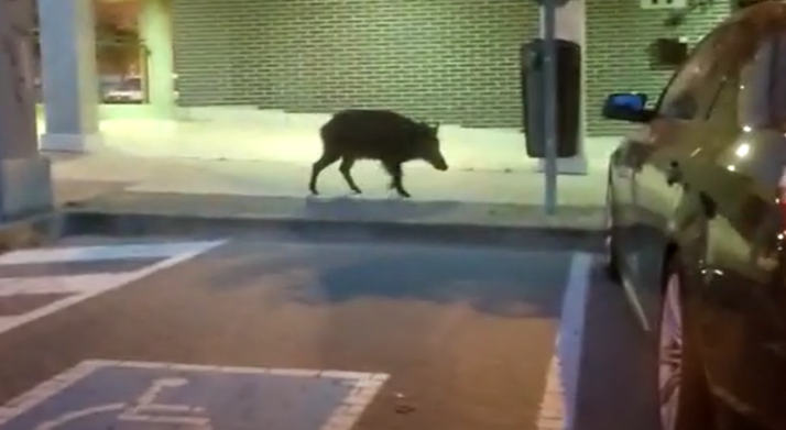 Vídeo: un jabalí se pasea por Los Royales para sorpresa de los vecinos