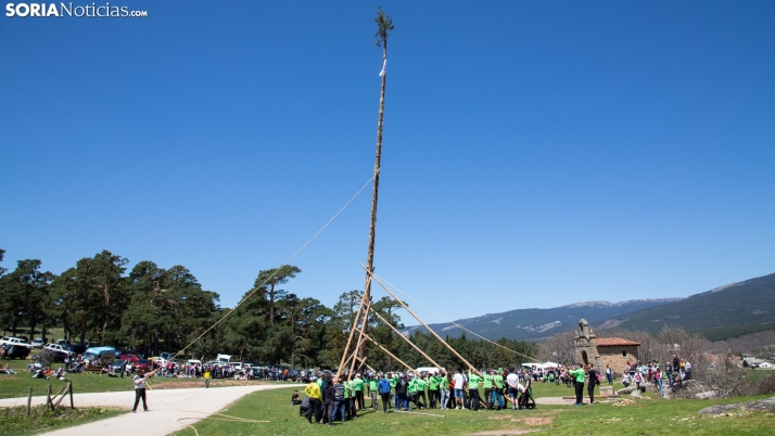 Galería de imágenes: Pingada del Mayo en Covaleda
