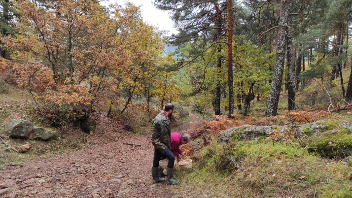 La Primavera Setera de Soria salta a la provincia de Burgos