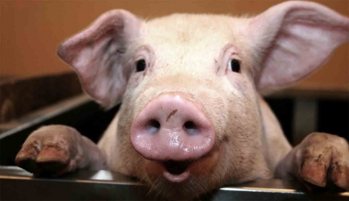La ampliación de una granja de porcino en Berlanga deberá someterse a Autorización Ambiental