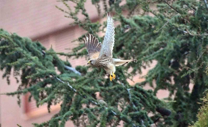 Invitan a hacer un seguimiento del cernícalo en la capital